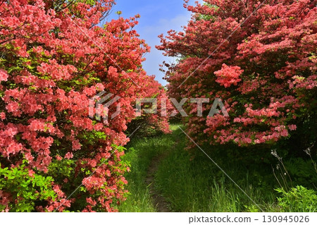 Nasu Hachiman Azalea Colony 130945026