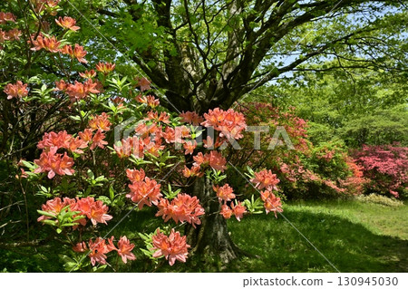 Nasu Hachiman Azalea Colony 130945030