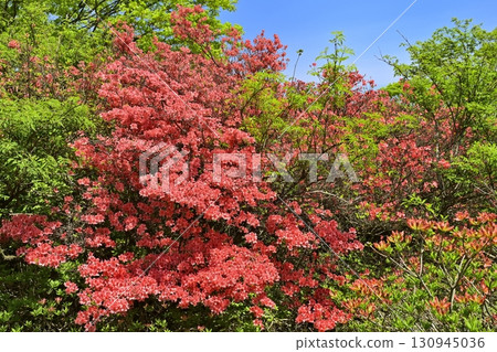 Nasu Hachiman Azalea Colony 130945036