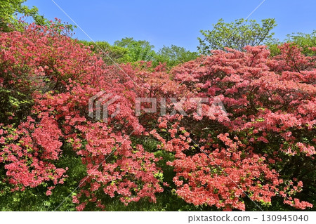 那須八幡杜鵑群落 130945040