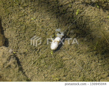 酷暑中稻田裡的一隻死青蛙 酷暑中稻田裡的一隻死青蛙 130945044
