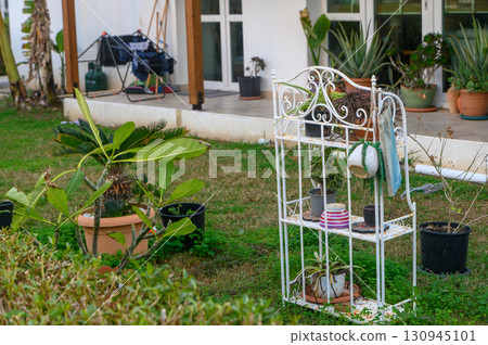 Charming garden display with vibrant plants and vintage shelving in tranquil outdoor setting 130945101