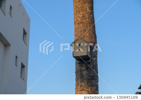 Wooden birdhouse perched high on a palm tree beneath a clear blue sky at sunset 130945109