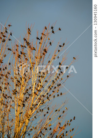 Flock of birds resting on bare branches against a clear blue sky during early evening hours 130945160