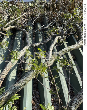 陣風損害 130945281