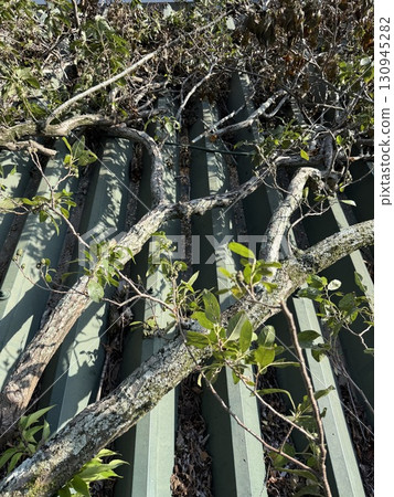 陣風損害 130945282