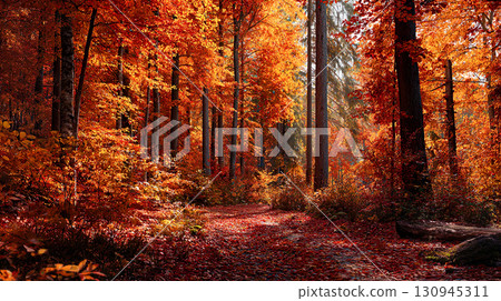 美麗的秋葉森林景觀 美麗的秋葉森林景觀 130945311