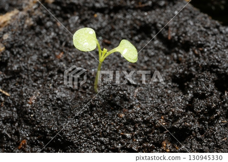 Viola, a plant with two leaves Viola, a plant with two leaves 130945330