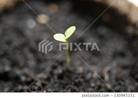 Viola, a plant with two leaves Viola, a plant with two leaves 130945331