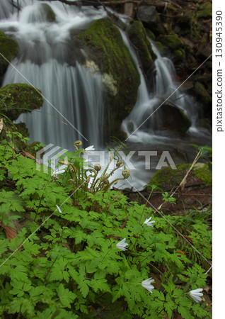 Mountain stream and white flowers 130945390