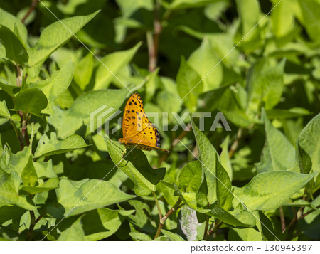 一隻燕尾蝶停在一片葉子上 一隻燕尾蝶停在一片葉子上 130945397