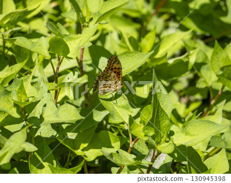 A swallowtail butterfly resting on a leaf 130945398