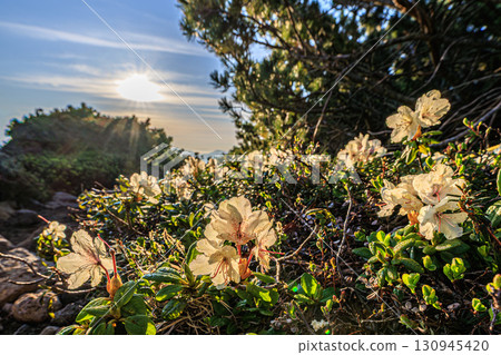 高山植物，金黃色杜鵑，在早晨的陽光下閃閃發光 130945420