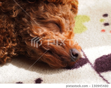 Toy poodle sleeping on the carpet Toy poodle sleeping on the carpet 130945480