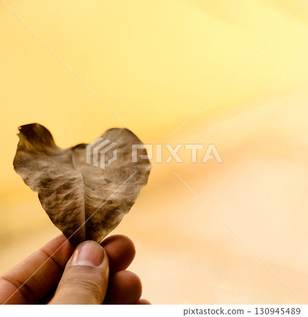 Close-Up of a Dry Brown Leaf on Light Surface 130945489