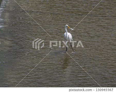 Great Egret of the Inagawa River with fish added Great Egret of the Inagawa River with fish added 130945567