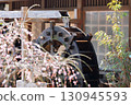 Image of a good old Japanese spring landscape 130945593