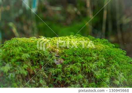 A scene of moss shining in the sunlight filtering through the trees A scene of moss shining in the sunlight filtering through the trees 130945668