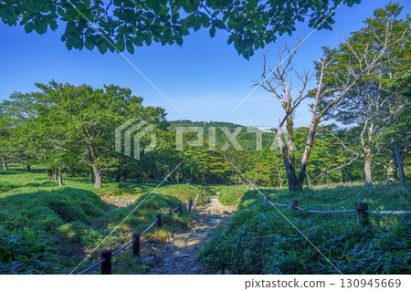 藍天白雲下，新綠環繞的牛石原景色 130945669