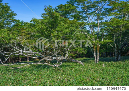 A scene of a tree on Mt. Odaigahara that continues to grow strong even after being toppled A scene of a tree on Mt. Odaigahara that continues to grow strong even after being toppled 130945670