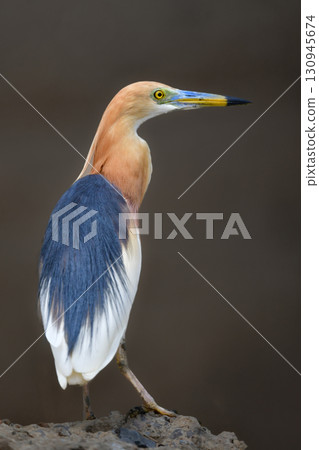 爪哇鷺是一種美麗、鮮豔的紅色水鳥，生活在東南亞（包括泰國）的稻田和濕地。 130945674