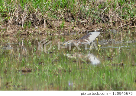 爪哇鷺是一種美麗、鮮豔的紅色水鳥，生活在東南亞（包括泰國）的稻田和濕地。 130945675