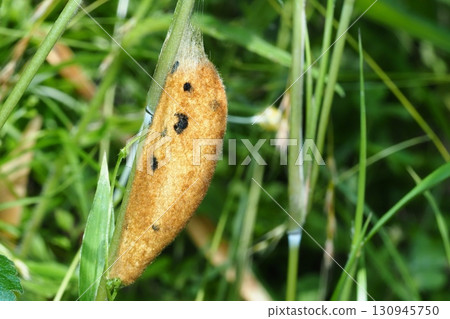 Cocoon of Takekareja 130945750