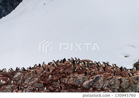 Gentoo Penguin colony on Cuverville island Gentoo Penguin colony on Cuverville island 130945760