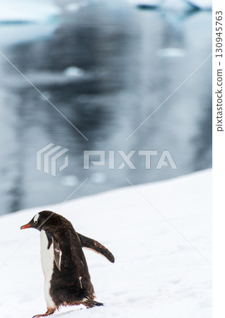 Gentoo colony at Danco Island 130945763
