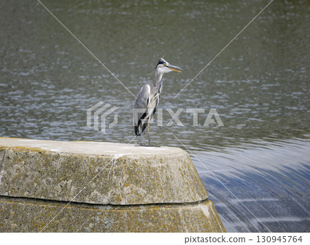 A grey heron cooling its body with its mouth open 130945764