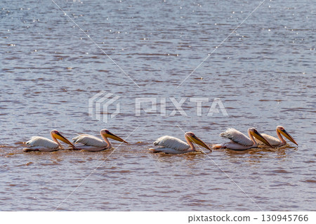 Pelicans near Laka Nakuru 130945766