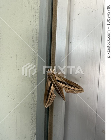 A moth that looks like a striped sparrow A moth that looks like a striped sparrow 130945786