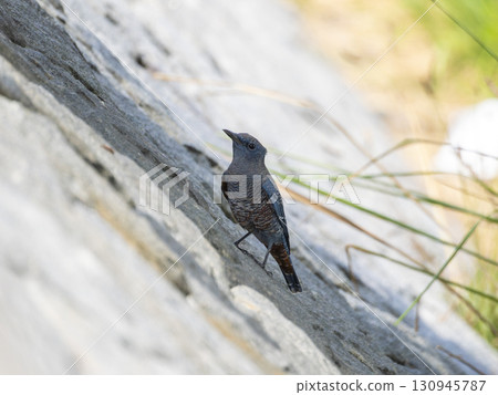 Rock Thrush standing on a dike 130945787