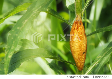 Cocoon of Takekareja 130945838