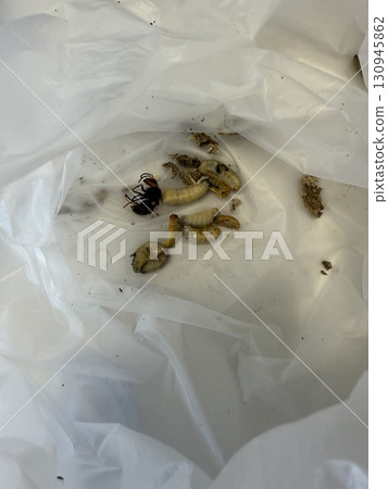 黃蜂幼蟲 黃蜂幼蟲 130945862