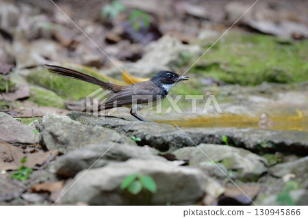 鳳頭鶺鴒是一種可愛的黑白色小鳥,生活在東南亞(包括泰國)的熱帶雨林中。 鳳頭鶺鴒是一種可愛的黑白色小鳥,生活在東南亞(包括泰國)的熱帶雨林中。 130945866