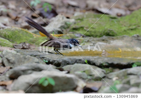 The Crested Wagtail is a cute little black and white bird found in the tropical rainforests of Southeast Asia, including Thailand. The Crested Wagtail is a cute little black and white bird found in the tropical rainforests of Southeast Asia, including Thailand. 130945869