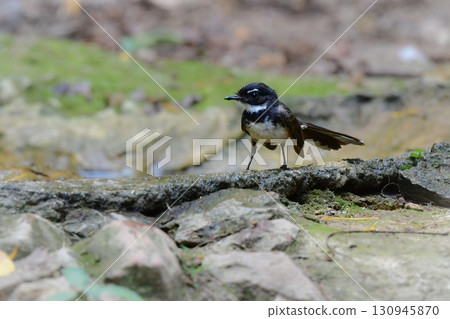 The Crested Wagtail is a cute little black and white bird found in the tropical rainforests of Southeast Asia, including Thailand. 130945870