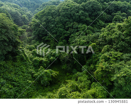 Aerial view of the forest 130945881