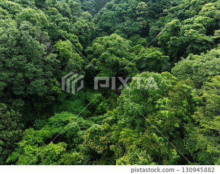 森林鳥瞰圖 130945882