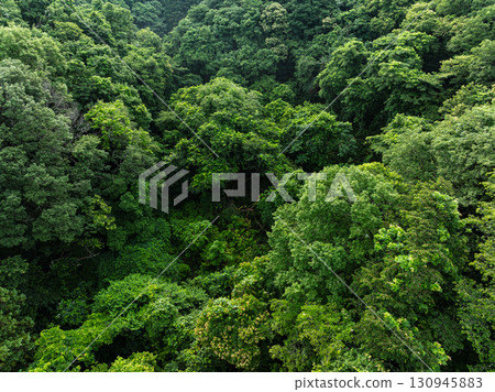 森林鳥瞰圖 130945883