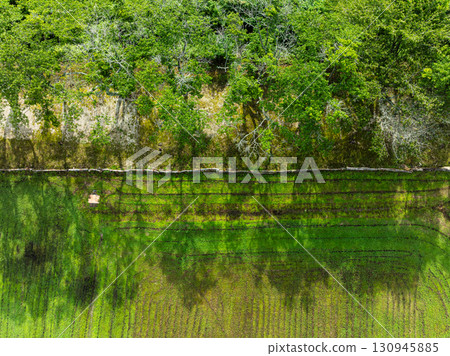 Trees seen from the sky Aerial photography 130945885
