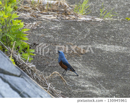 A blue rock thrush walking along the bank of the Inagawa River 130945961