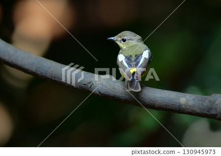 The yellow-flanked flycatcher is a beautiful small bird with a black and white pattern and yellow color that can be found in the tropical rainforests of Southeast Asia, including Thailand. The yellow-flanked flycatcher is a beautiful small bird with a black and white pattern and yellow color that can be found in the tropical rainforests of Southeast Asia, including Thailand. 130945973