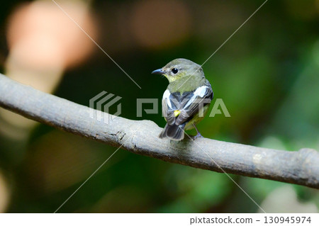 The yellow-flanked flycatcher is a beautiful small bird with a black and white pattern and yellow color that can be found in the tropical rainforests of Southeast Asia, including Thailand. The yellow-flanked flycatcher is a beautiful small bird with a black and white pattern and yellow color that can be found in the tropical rainforests of Southeast Asia, including Thailand. 130945974