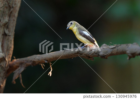 The yellow-flanked flycatcher is a beautiful small bird with a black and white pattern and yellow color that can be found in the tropical rainforests of Southeast Asia, including Thailand. The yellow-flanked flycatcher is a beautiful small bird with a black and white pattern and yellow color that can be found in the tropical rainforests of Southeast Asia, including Thailand. 130945976