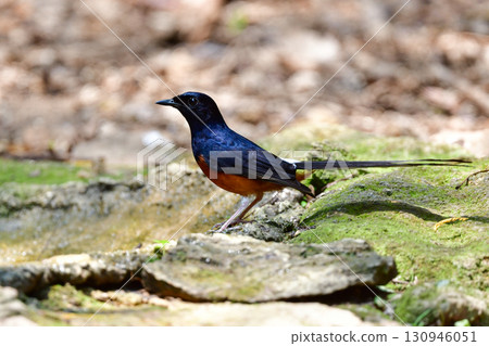 紅腹白鷺是一種小型鳥類,有著美麗的黑白橙色羽毛,可以在東南亞(包括泰國)的熱帶雨林中找到。 紅腹白鷺是一種小型鳥類,有著美麗的黑白橙色羽毛,可以在東南亞(包括泰國)的熱帶雨林中找到。 130946051