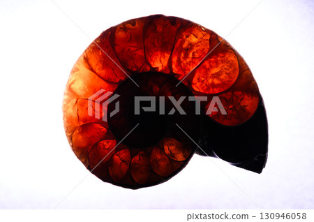 菊石的化石 菊石的化石 130946058