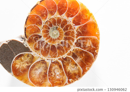 Fossil of ammonite Fossil of ammonite 130946062