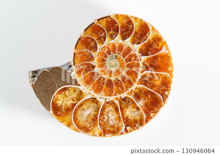 菊石的化石 130946064